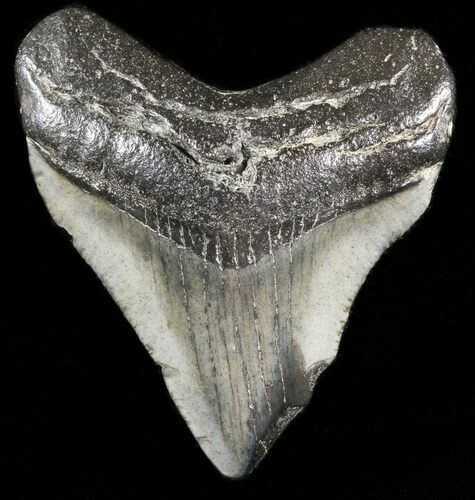 Juvenile Megalodon Tooth - South Carolina #45837